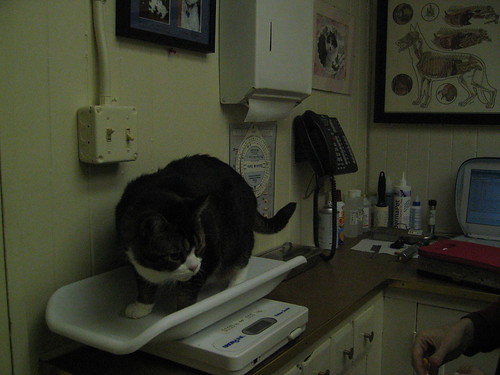 Sprout at the vet