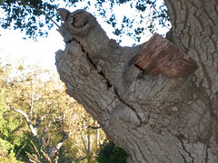 Tree Worm
