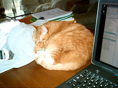 friday cat blogging #1