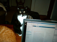 friday cat blogging #2