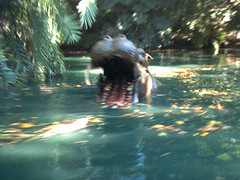 Hippo in the jungle cruise