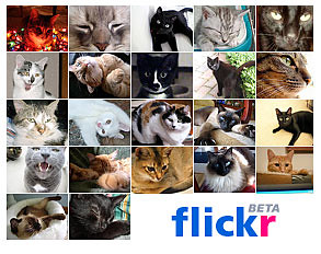 flickr graphic from Salon