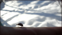 Winter-Ladybug-II