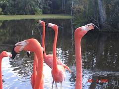 flamingo heads