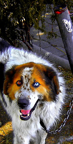 Blue Eyed Dog