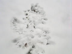 Owl impression in the snow