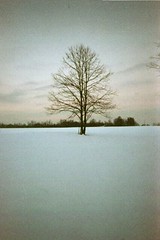 Tree in snow covered fields on family farm in Indiana