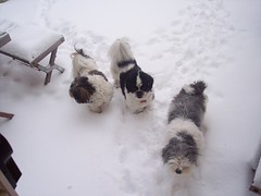 A trio of snowy shi'tzus