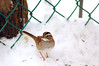 White-Throated Sparrow #1